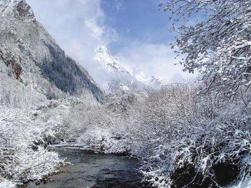 冰雪风情满枝头