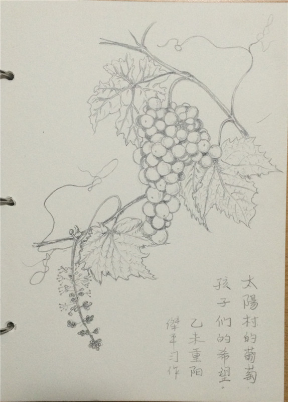 首页 美术太阳村的葡萄(速写)